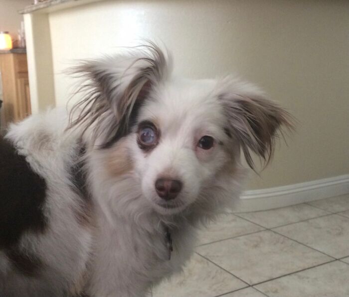 Hey Pandas, Post A Picture Of Your Pet Looking Like Baby Yoda (Closed)