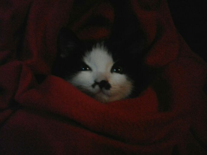 Hey Pandas, Post A Picture Of Your Pet Looking Like Baby Yoda (Closed)