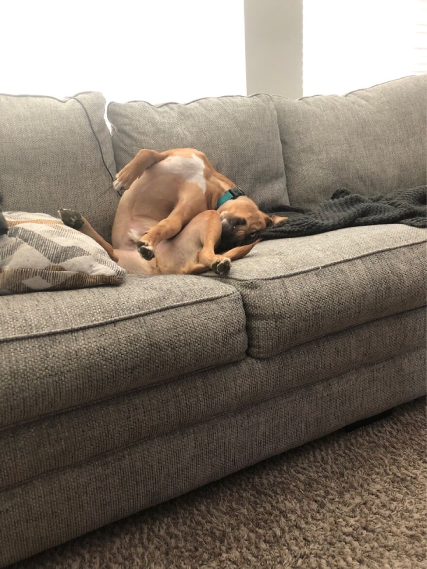 Hey Pandas, Post Your Cat Or Dog&#8217;s Funny Moments (Closed)