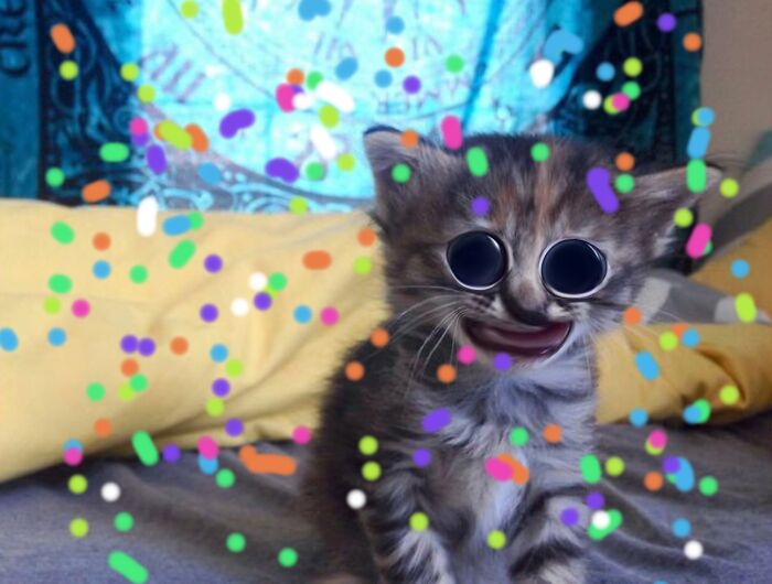 Hey Pandas, Make This Cat Happy Again By Photoshoping It (Closed) Hey Pandas, Make This Cat Happy Again By Photoshoping It (Closed)