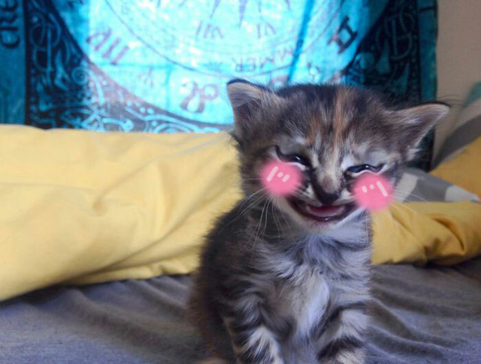 Hey Pandas, Make This Cat Happy Again By Photoshoping It (Closed) Hey Pandas, Make This Cat Happy Again By Photoshoping It (Closed)