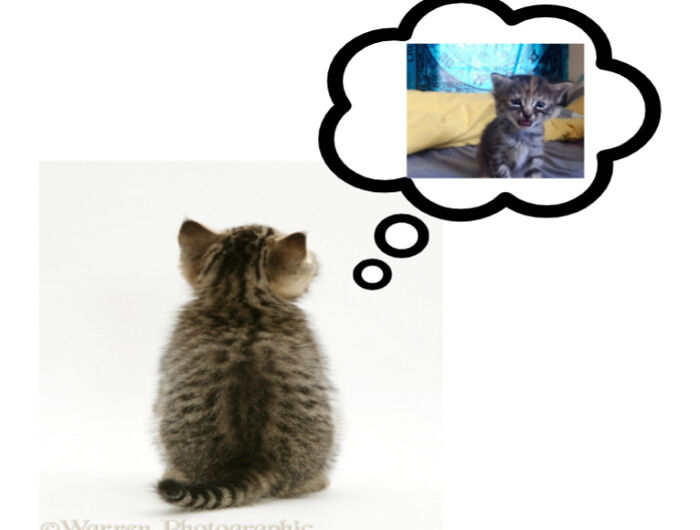 Hey Pandas, Make This Cat Happy Again By Photoshoping It (Closed) Hey Pandas, Make This Cat Happy Again By Photoshoping It (Closed)