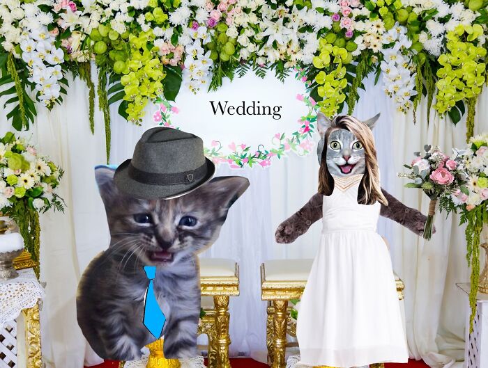 Hey Pandas, Make This Cat Happy Again By Photoshoping It (Closed) Hey Pandas, Make This Cat Happy Again By Photoshoping It (Closed)