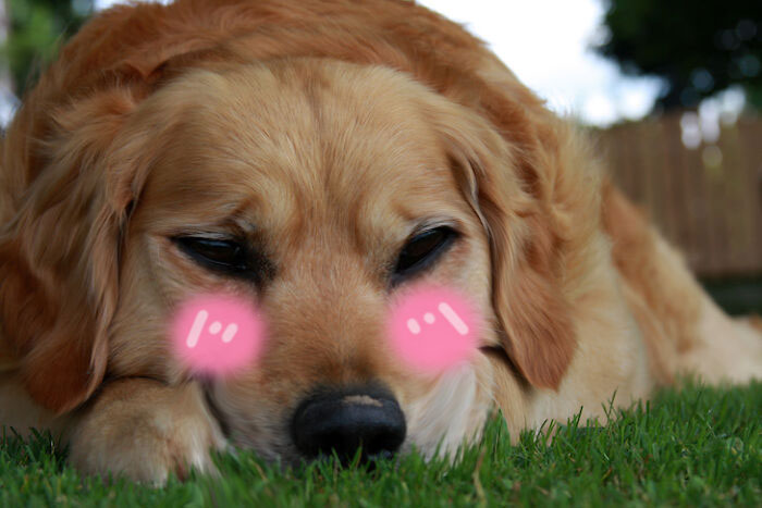 Hey Pandas, Make This Dog Happy Again By Photoshoping It (Closed)