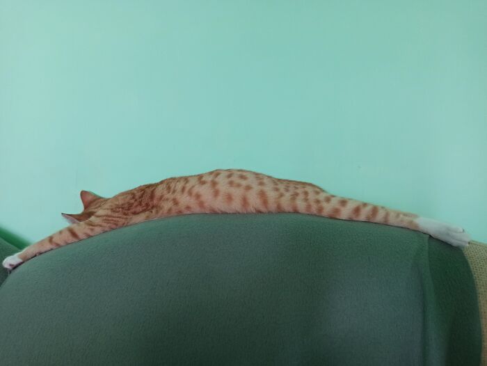 Hey Pandas, Show Us What Your Pet Is Doing Right Now (Closed) Hey Pandas, Show Us What Your Pet Is Doing Right Now (Closed)