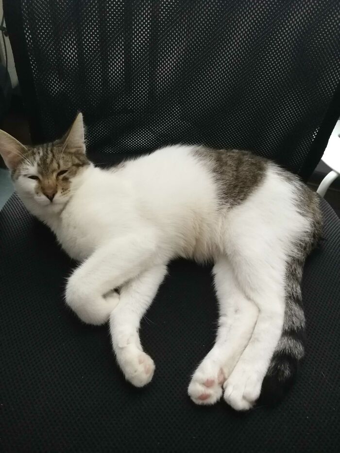 Hey Pandas, Show Us What Your Pet Is Doing Right Now (Closed) Hey Pandas, Show Us What Your Pet Is Doing Right Now (Closed)