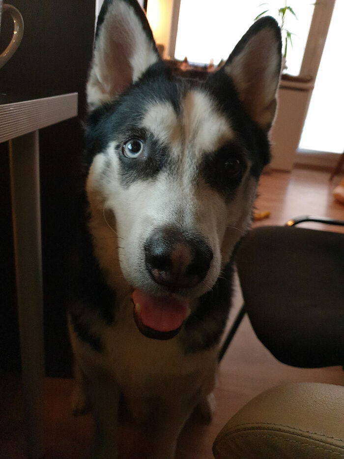 Hey Pandas, Show Us What Your Pet Is Doing Right Now (Closed) Hey Pandas, Show Us What Your Pet Is Doing Right Now (Closed)