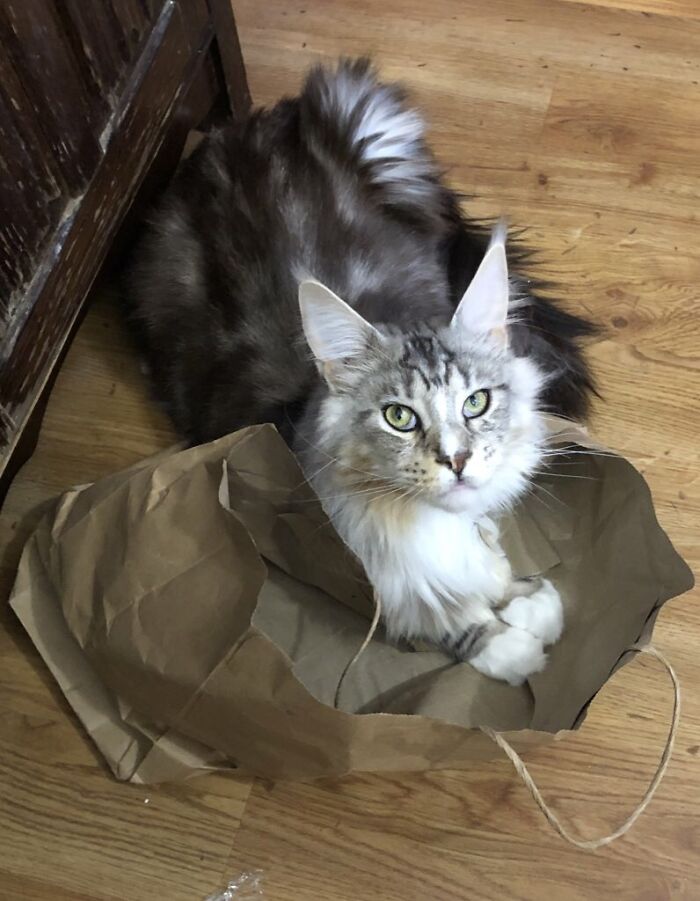 Hey Pandas, Show Us What Your Pet Is Doing Right Now (Closed) Hey Pandas, Show Us What Your Pet Is Doing Right Now (Closed)