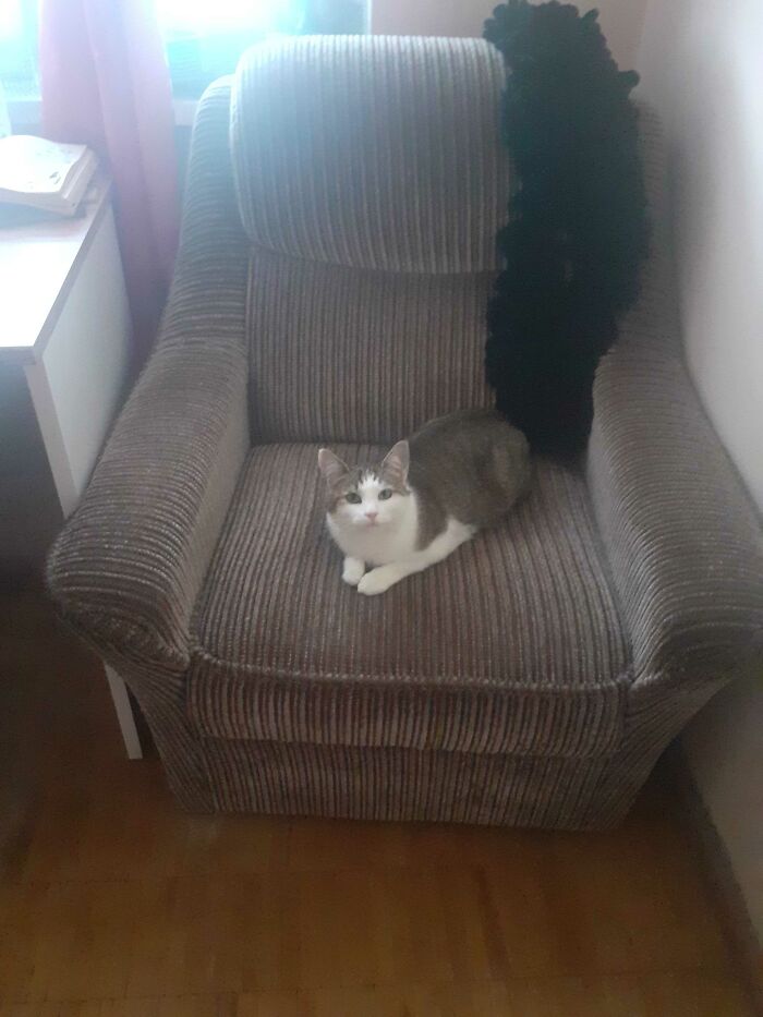 Hey Pandas, Show Us What Your Pet Is Doing Right Now (Closed) Hey Pandas, Show Us What Your Pet Is Doing Right Now (Closed)