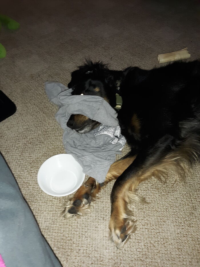 Hey Pandas, Show Us What Your Pet Is Doing Right Now (Closed) Hey Pandas, Show Us What Your Pet Is Doing Right Now (Closed)