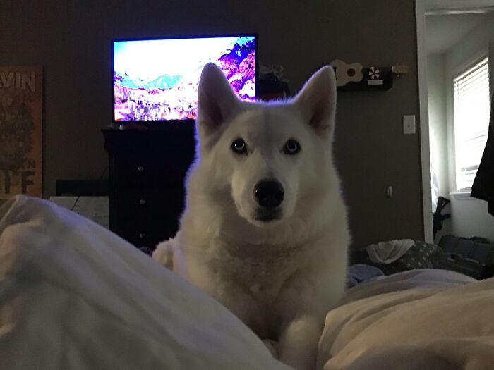 Hey Pandas, Show Us What Your Pet Is Doing Right Now (Closed) Hey Pandas, Show Us What Your Pet Is Doing Right Now (Closed)