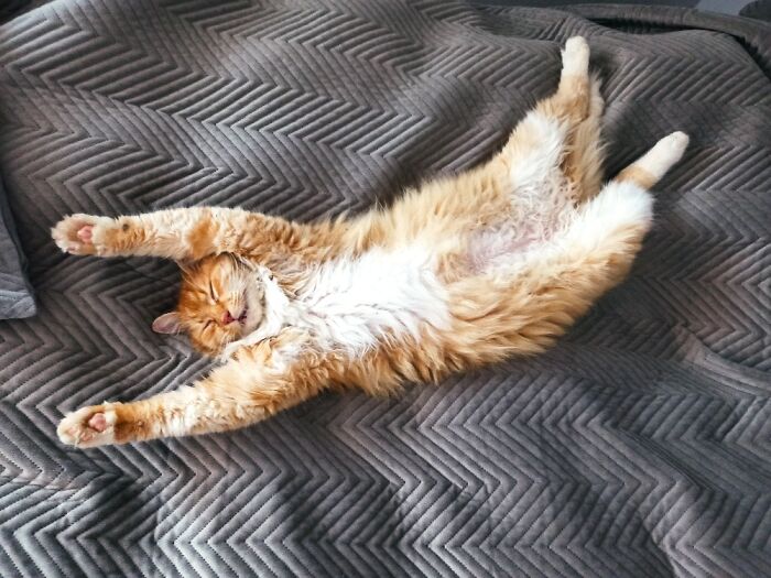 Hey Pandas, Show Us What Your Pet Is Doing Right Now (Closed) Hey Pandas, Show Us What Your Pet Is Doing Right Now (Closed)