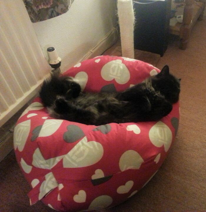 Hey Pandas, Show Us What Your Pet Is Doing Right Now (Closed) Hey Pandas, Show Us What Your Pet Is Doing Right Now (Closed)