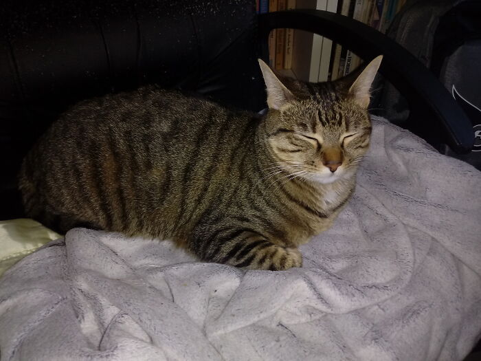 Hey Pandas, Show Us What Your Pet Is Doing Right Now (Closed) Hey Pandas, Show Us What Your Pet Is Doing Right Now (Closed)