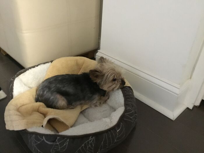 Hey Pandas, Show Us What Your Pet Is Doing Right Now (Closed) Hey Pandas, Show Us What Your Pet Is Doing Right Now (Closed)