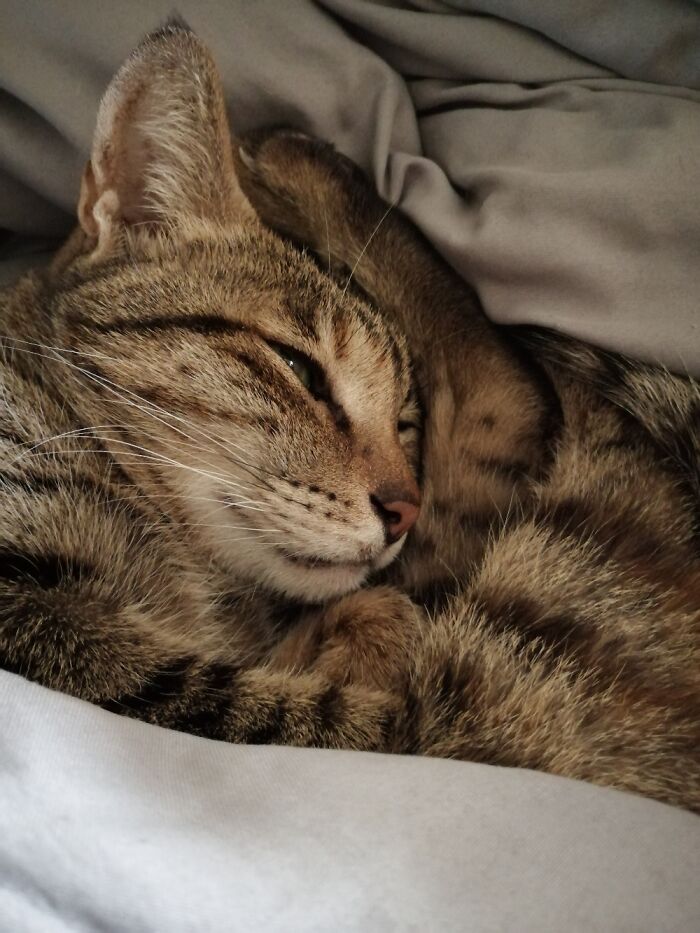 Hey Pandas, Show Us What Your Pet Is Doing Right Now (Closed) Hey Pandas, Show Us What Your Pet Is Doing Right Now (Closed)