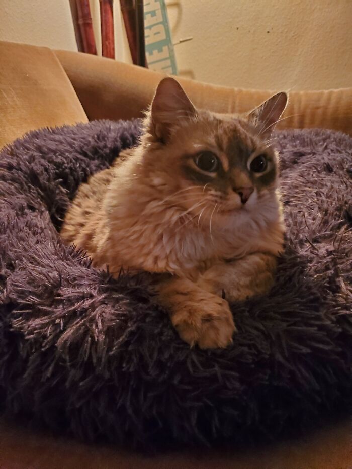 Hey Pandas, Show Us What Your Pet Is Doing Right Now (Closed) Hey Pandas, Show Us What Your Pet Is Doing Right Now (Closed)