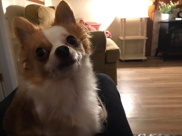 Hey Pandas, Show Us What Your Pet Is Doing Right Now (Closed) Hey Pandas, Show Us What Your Pet Is Doing Right Now (Closed)