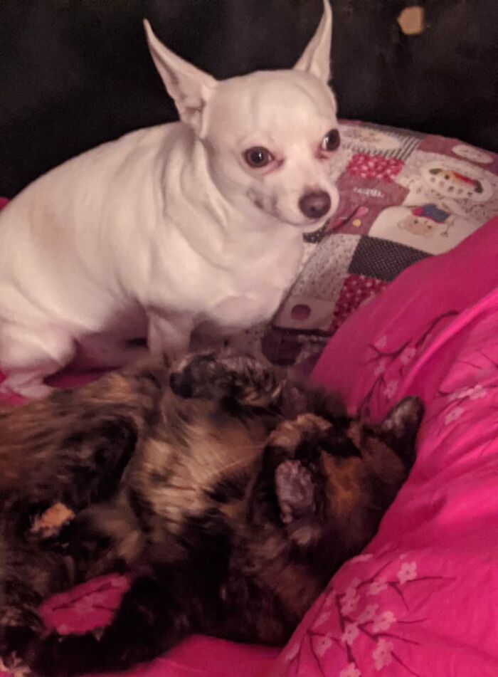 Hey Pandas, Show Us What Your Pet Is Doing Right Now (Closed) Hey Pandas, Show Us What Your Pet Is Doing Right Now (Closed)