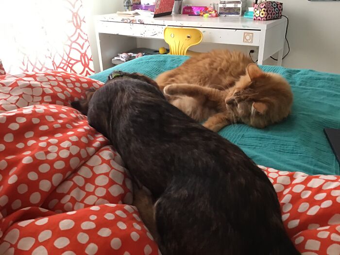 Hey Pandas, Show Us What Your Pet Is Doing Right Now (Closed) Hey Pandas, Show Us What Your Pet Is Doing Right Now (Closed)