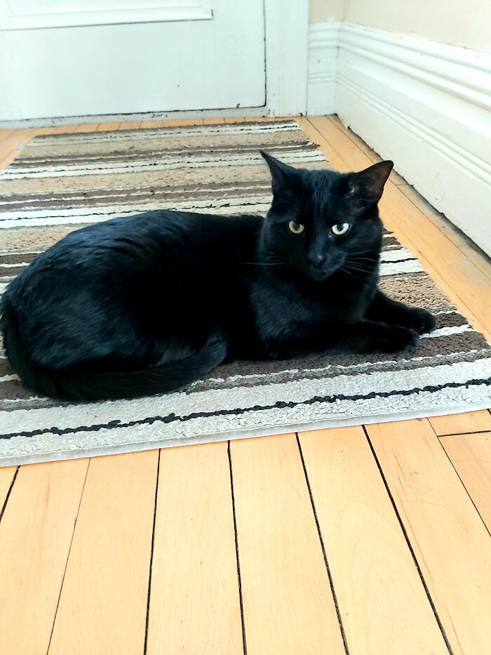 Hey Pandas, Show Us What Your Pet Is Doing Right Now (Closed) Hey Pandas, Show Us What Your Pet Is Doing Right Now (Closed)