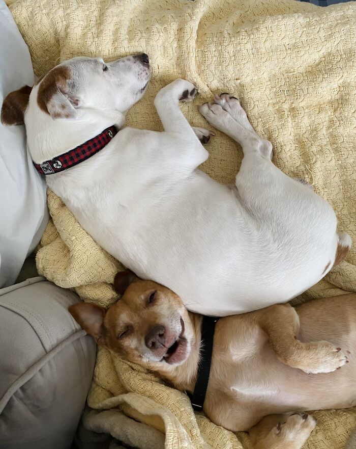 Hey Pandas, Show Us What Your Pet Is Doing Right Now (Closed) Hey Pandas, Show Us What Your Pet Is Doing Right Now (Closed)