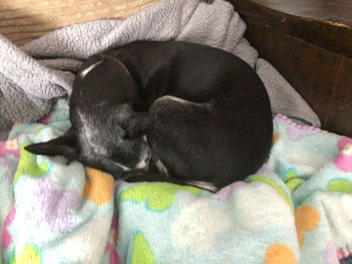 Hey Pandas, Show Us What Your Pet Is Doing Right Now (Closed) Hey Pandas, Show Us What Your Pet Is Doing Right Now (Closed)