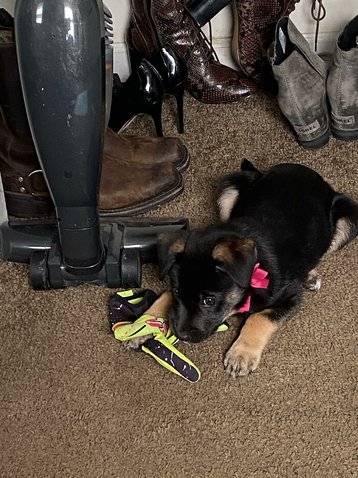 Hey Pandas, Show Us What Your Pet Is Doing Right Now (Closed) Hey Pandas, Show Us What Your Pet Is Doing Right Now (Closed)