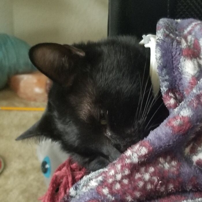 Hey Pandas, Show Us What Your Pet Is Doing Right Now (Closed) Hey Pandas, Show Us What Your Pet Is Doing Right Now (Closed)