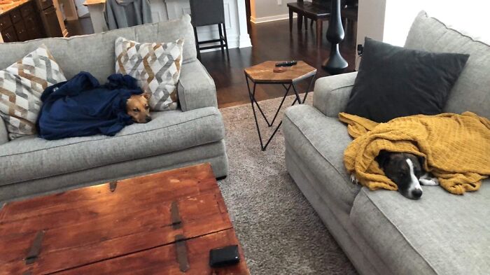 Hey Pandas, Show Us What Your Pet Is Doing Right Now (Closed) Hey Pandas, Show Us What Your Pet Is Doing Right Now (Closed)