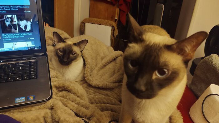 Hey Pandas, Show Us What Your Pet Is Doing Right Now (Closed) Hey Pandas, Show Us What Your Pet Is Doing Right Now (Closed)