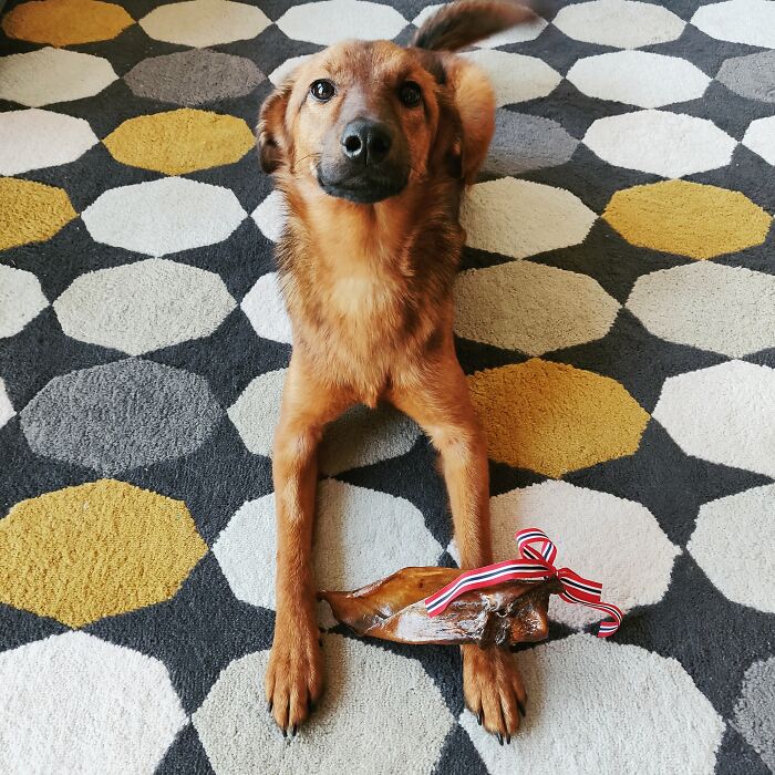 Hey Pandas, Show Us What Your Pet Is Doing Right Now (Closed) Hey Pandas, Show Us What Your Pet Is Doing Right Now (Closed)