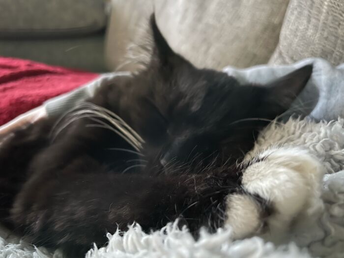 Hey Pandas, Show Us What Your Pet Is Doing Right Now (Closed) Hey Pandas, Show Us What Your Pet Is Doing Right Now (Closed)