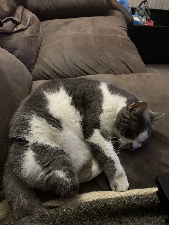 Hey Pandas, Show Us What Your Pet Is Doing Right Now (Closed) Hey Pandas, Show Us What Your Pet Is Doing Right Now (Closed)