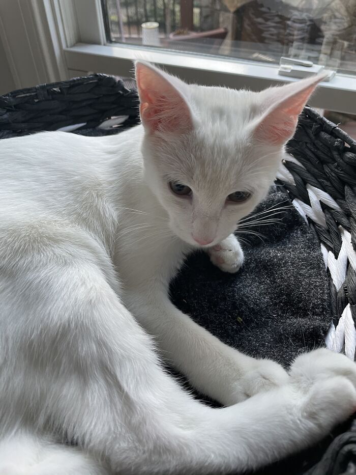 Hey Pandas, Show Us What Your Pet Is Doing Right Now (Closed) Hey Pandas, Show Us What Your Pet Is Doing Right Now (Closed)