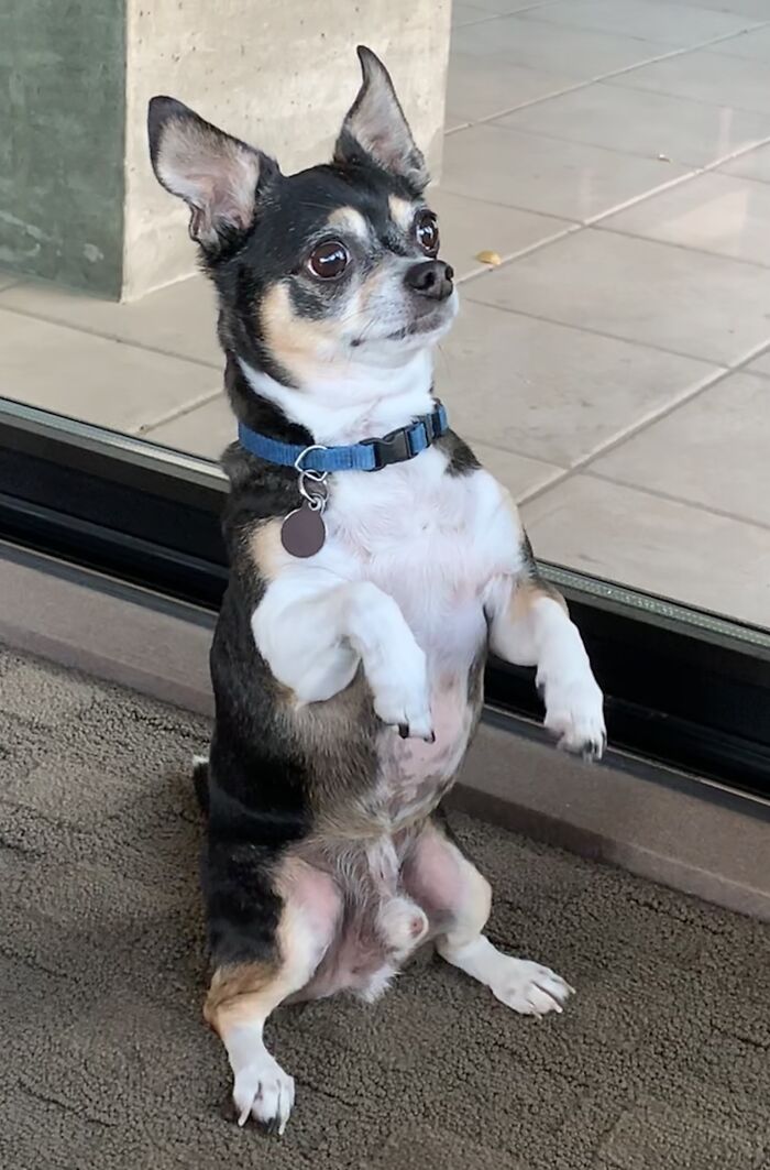 Hey Pandas, Show Us What Your Pet Is Doing Right Now (Closed) Hey Pandas, Show Us What Your Pet Is Doing Right Now (Closed)