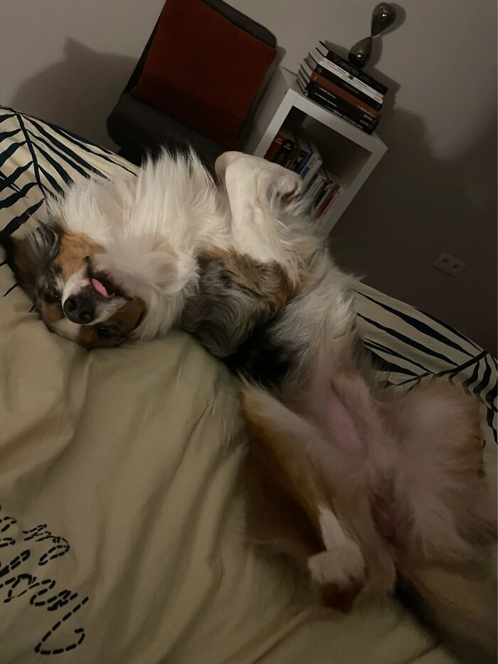 Hey Pandas, Show Us What Your Pet Is Doing Right Now (Closed) Hey Pandas, Show Us What Your Pet Is Doing Right Now (Closed)