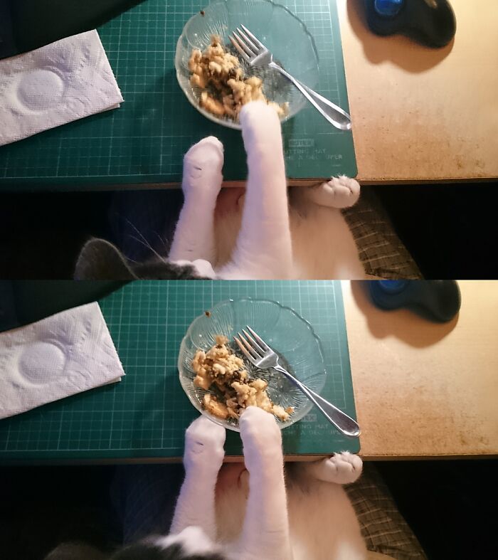 Hey Pandas, Show Us What Your Pet Is Doing Right Now (Closed) Hey Pandas, Show Us What Your Pet Is Doing Right Now (Closed)