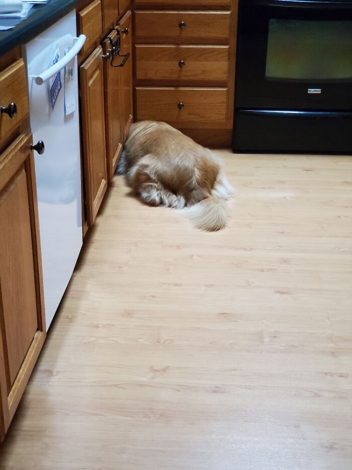 Hey Pandas, Show Us What Your Pet Is Doing Right Now (Closed) Hey Pandas, Show Us What Your Pet Is Doing Right Now (Closed)