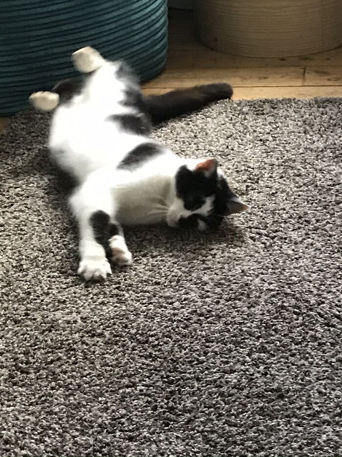 Hey Pandas, Show Us What Your Pet Is Doing Right Now (Closed) Hey Pandas, Show Us What Your Pet Is Doing Right Now (Closed)