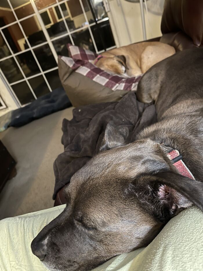 Hey Pandas, Show Us What Your Pet Is Doing Right Now (Closed) Hey Pandas, Show Us What Your Pet Is Doing Right Now (Closed)