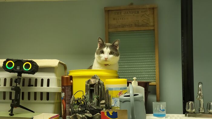 Hey Pandas, Show Us What Your Pet Is Doing Right Now (Closed) Hey Pandas, Show Us What Your Pet Is Doing Right Now (Closed)