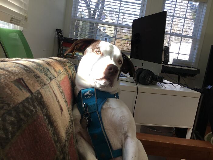 Hey Pandas, Show Us What Your Pet Is Doing Right Now (Closed) Hey Pandas, Show Us What Your Pet Is Doing Right Now (Closed)