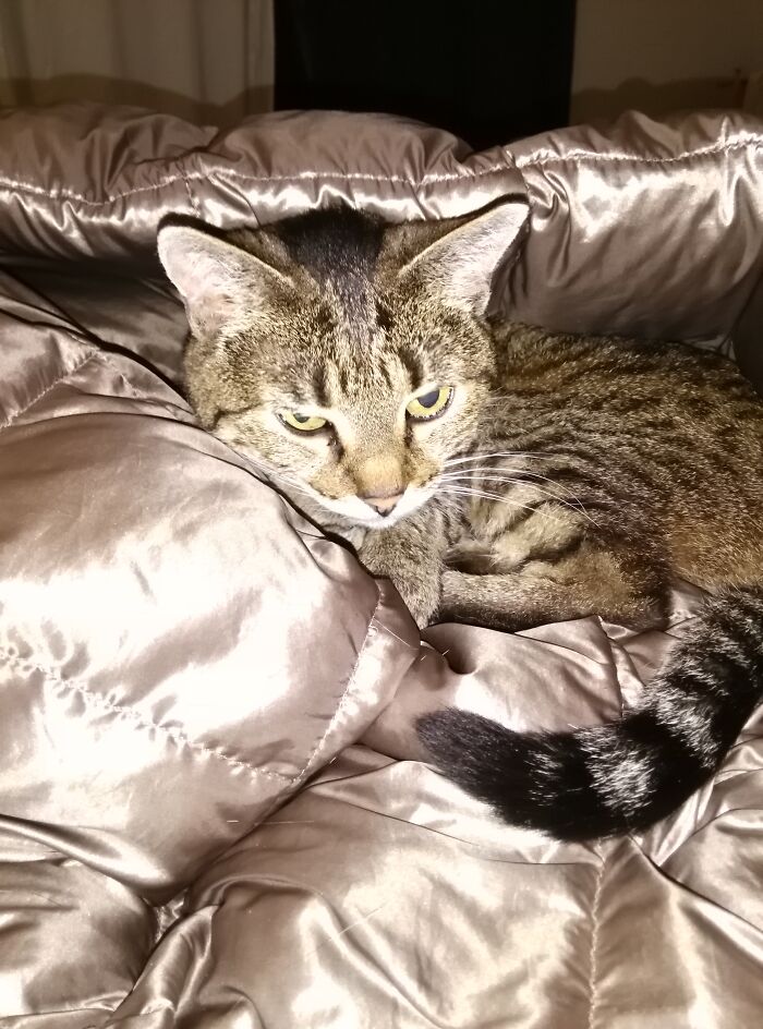 Hey Pandas, Show Us What Your Pet Is Doing Right Now (Closed) Hey Pandas, Show Us What Your Pet Is Doing Right Now (Closed)