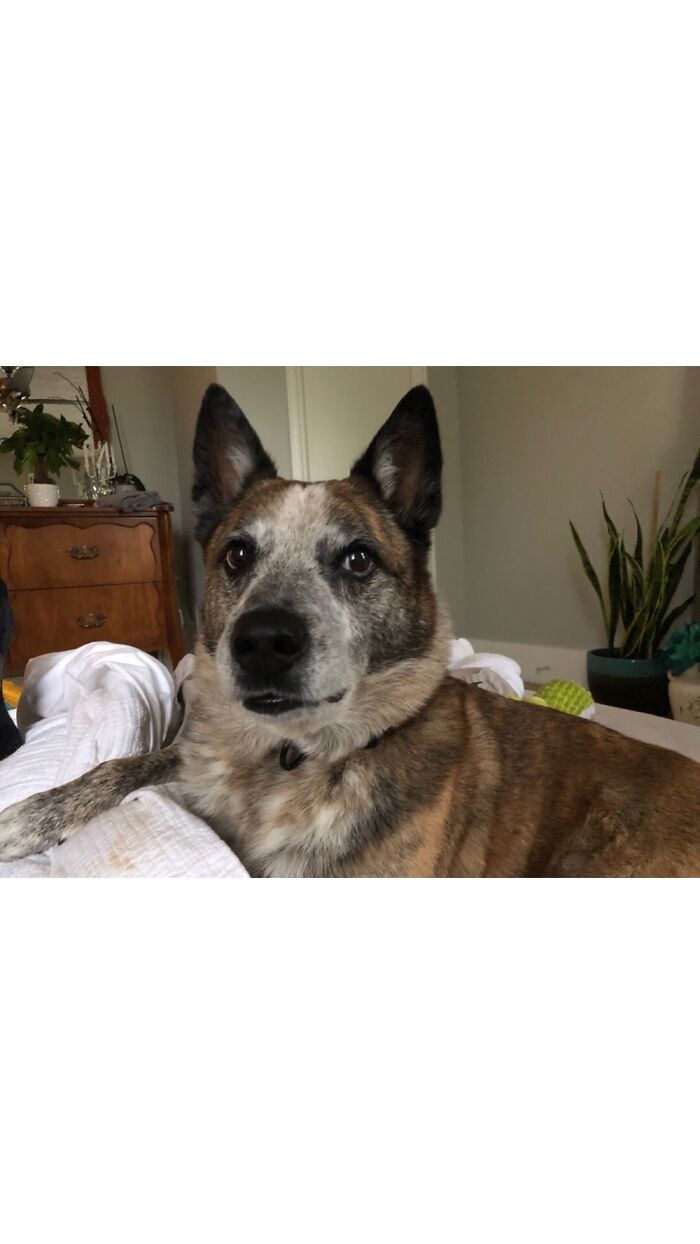 Hey Pandas, Show Us What Your Pet Is Doing Right Now (Closed) Hey Pandas, Show Us What Your Pet Is Doing Right Now (Closed)