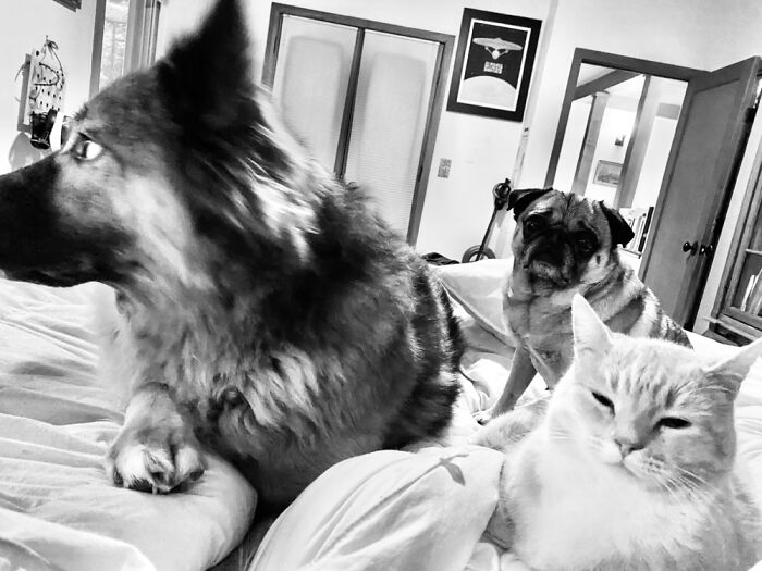 Hey Pandas, Show Us What Your Pet Is Doing Right Now (Closed) Hey Pandas, Show Us What Your Pet Is Doing Right Now (Closed)