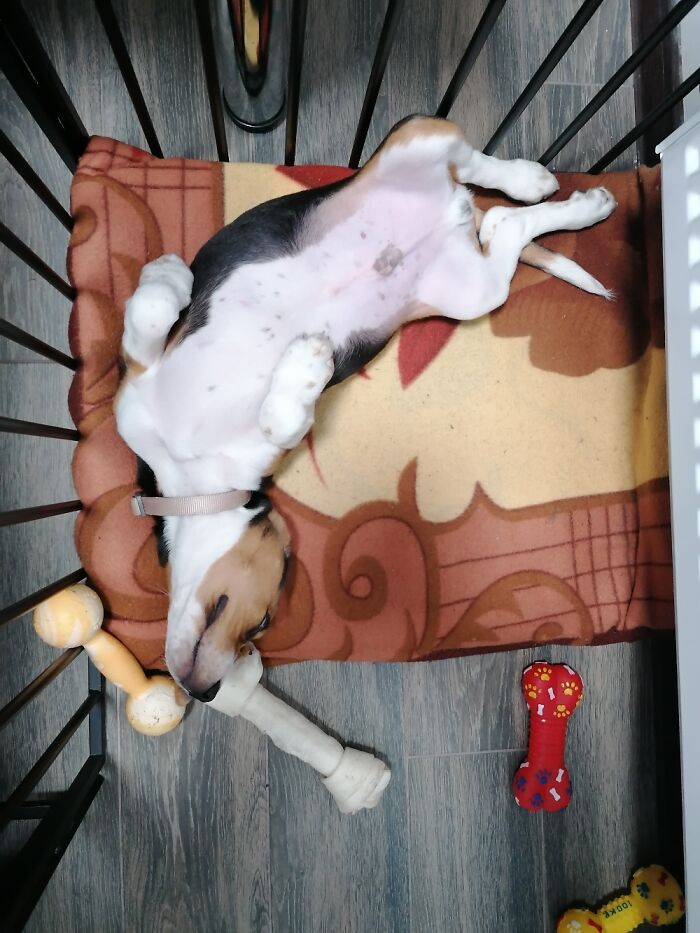 Hey Pandas, Show Us What Your Pet Is Doing Right Now (Closed) Hey Pandas, Show Us What Your Pet Is Doing Right Now (Closed)