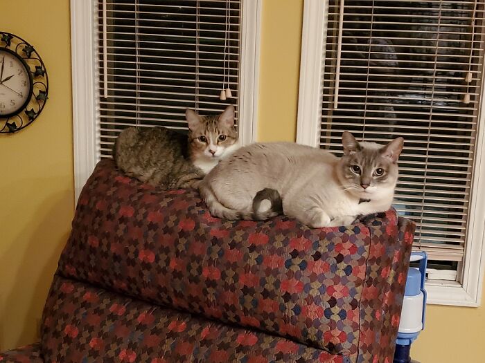 Hey Pandas, Show Us What Your Pet Is Doing Right Now (Closed) Hey Pandas, Show Us What Your Pet Is Doing Right Now (Closed)