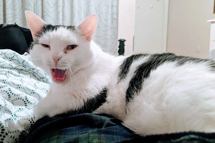 Hey Pandas, Show Us What Your Pet Is Doing Right Now (Closed) Hey Pandas, Show Us What Your Pet Is Doing Right Now (Closed)