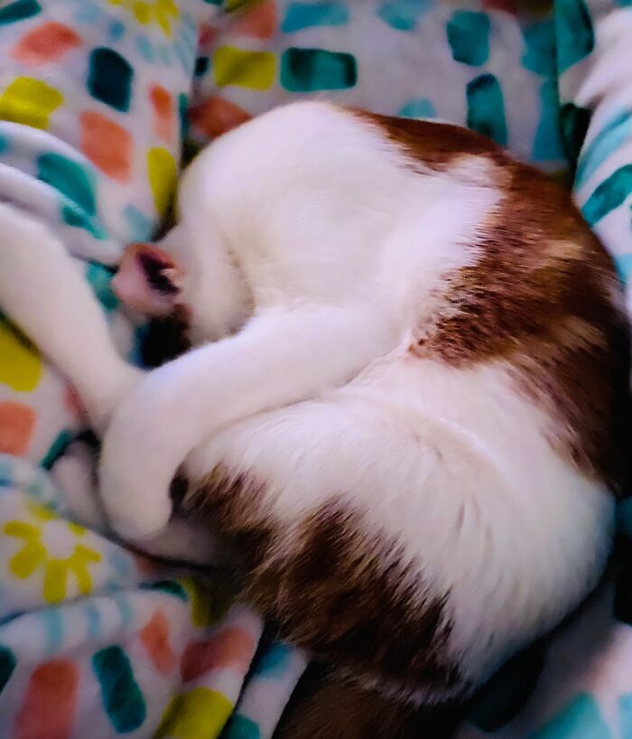 Hey Pandas, Show Us What Your Pet Is Doing Right Now (Closed) Hey Pandas, Show Us What Your Pet Is Doing Right Now (Closed)